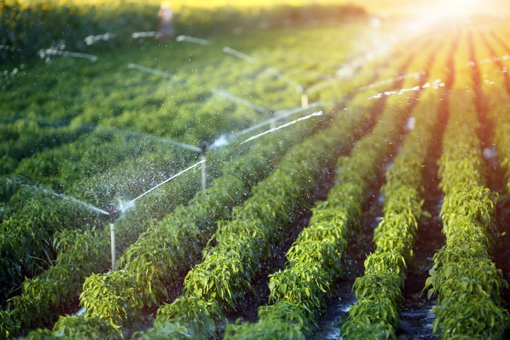 Irrigation of the field. 